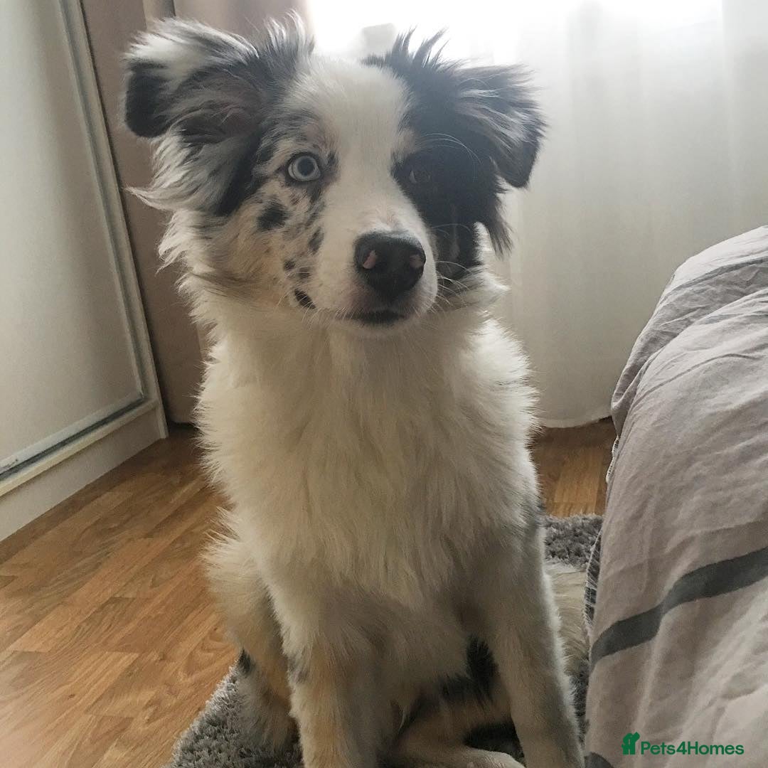 Australian Shepherd dogs for sale: Australian Shepherd Looking For A Loving Home - Image 3