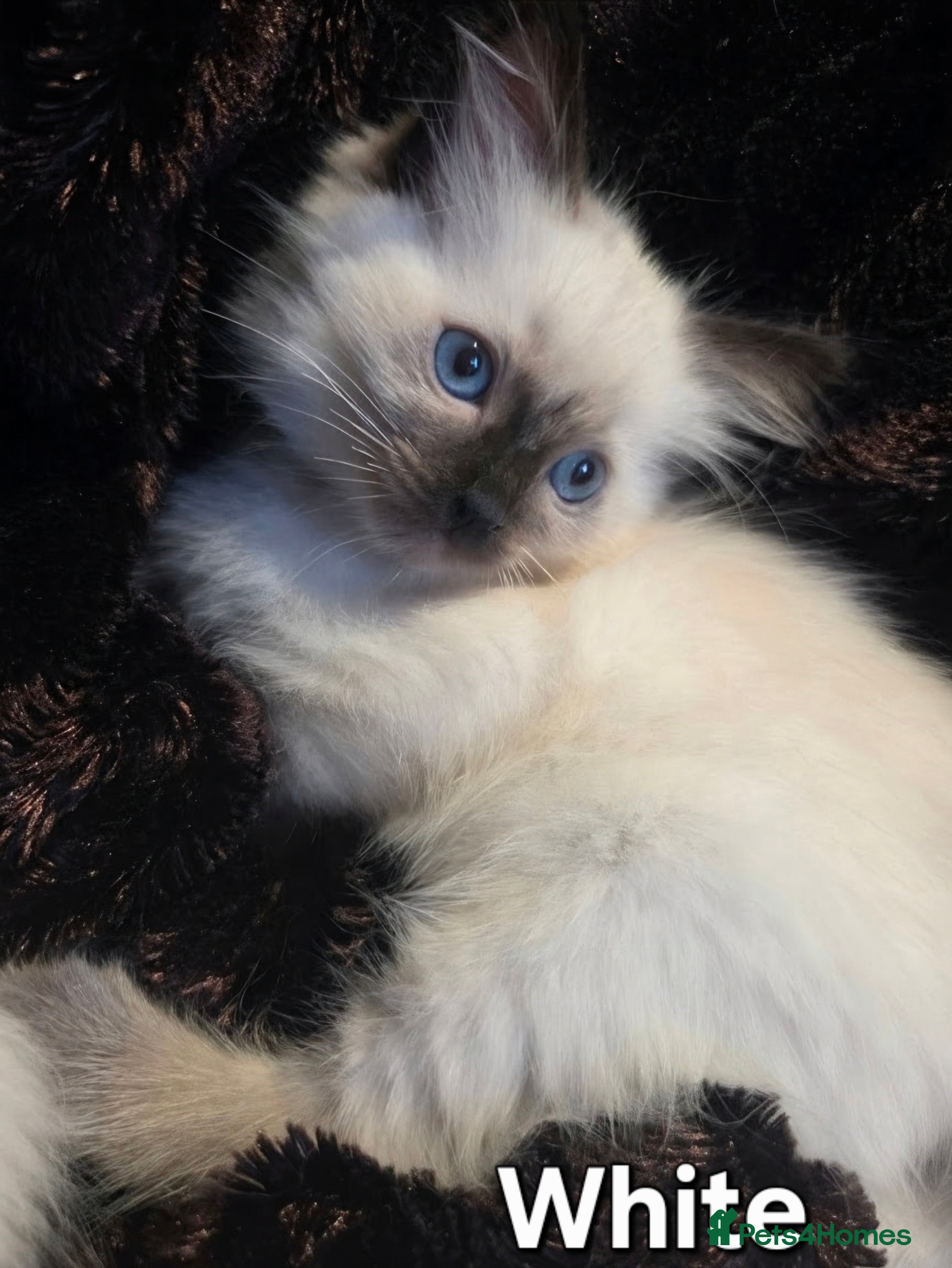 Ragdoll cats 🏆GCCF REG. EXTENSIVELY TESTED RAGDOLL KITTENS🌟 - Advert 2