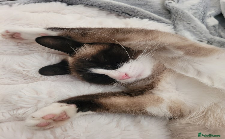 Siamese cats - Advert 1