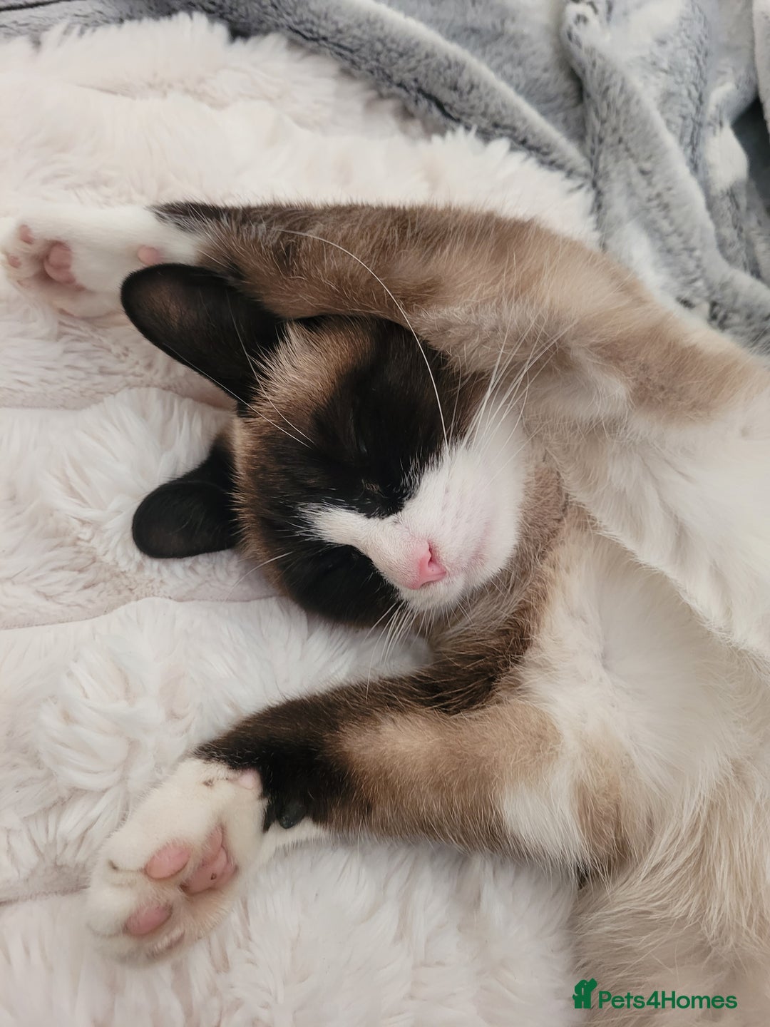 Siamese cats for sale: Siamese/Ragdoll - Image 1