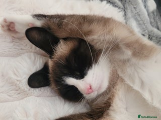 Siamese cats - Advert 3