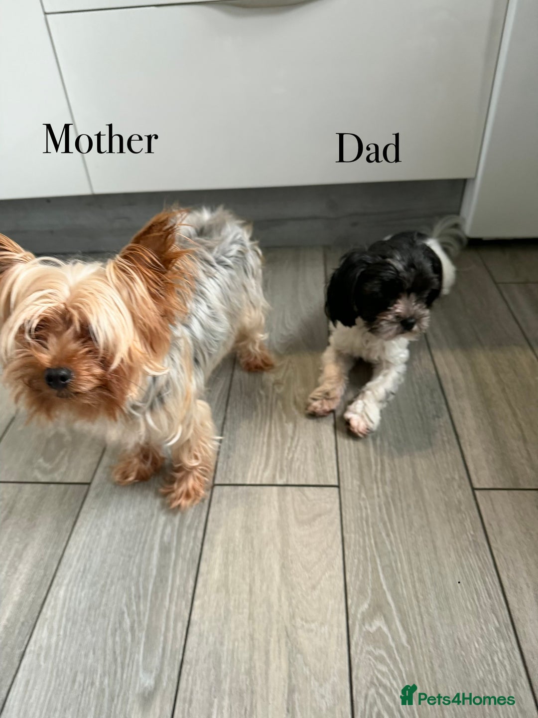 Yorkshire Terrier dogs for sale: For sale Tiny Yorkshire Terrier - Advert 3
