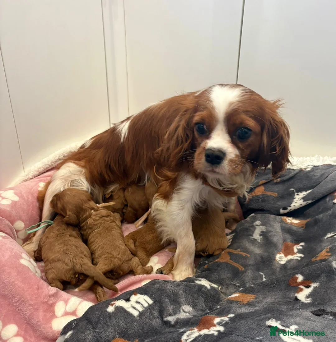 Cavapoo dogs for sale: F1 cavapoo - Advert 1