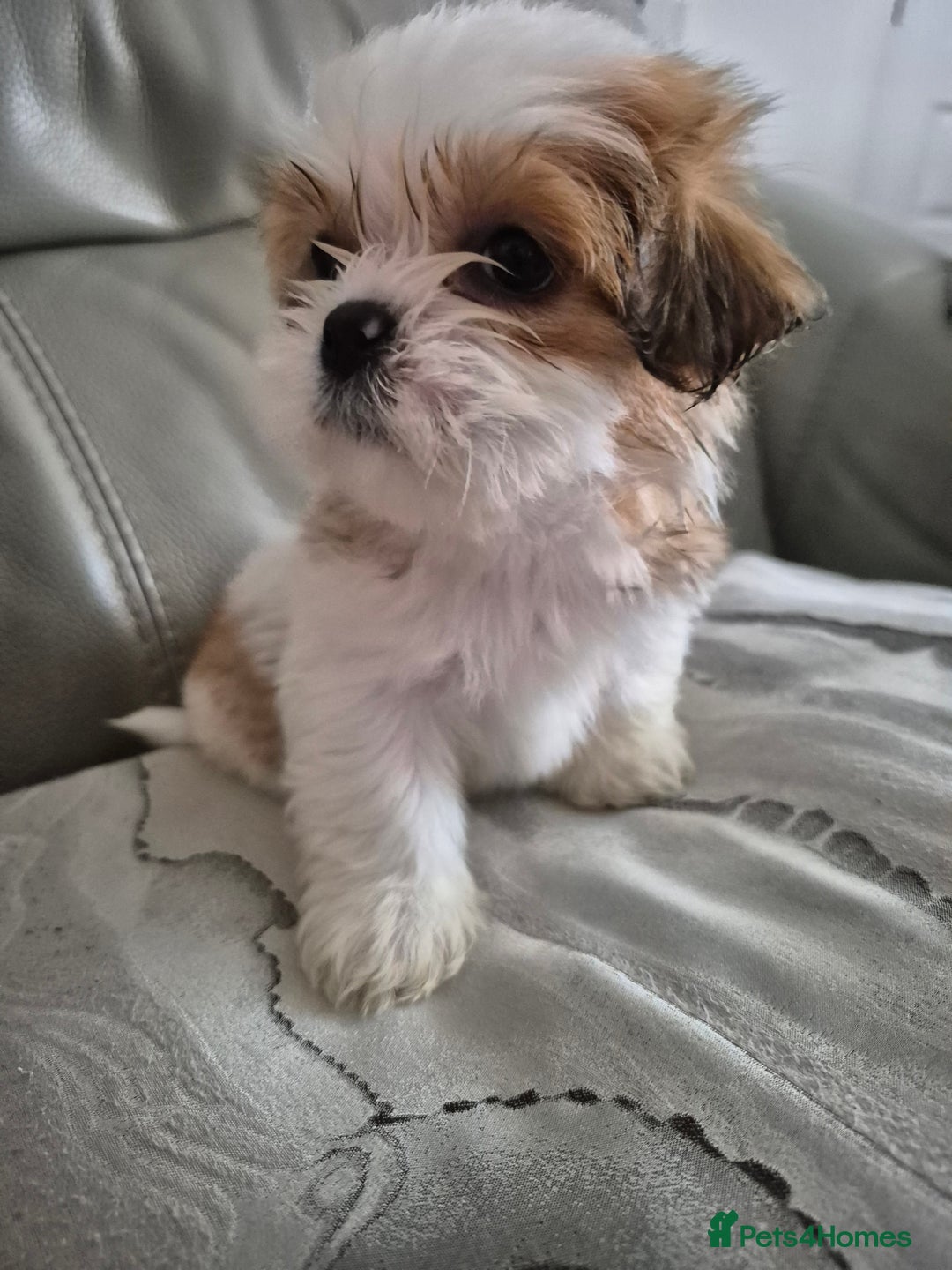 Shih Tzu dogs for sale: READY TO GO NOW Gorgeous Shih tzu puppies - Image 17