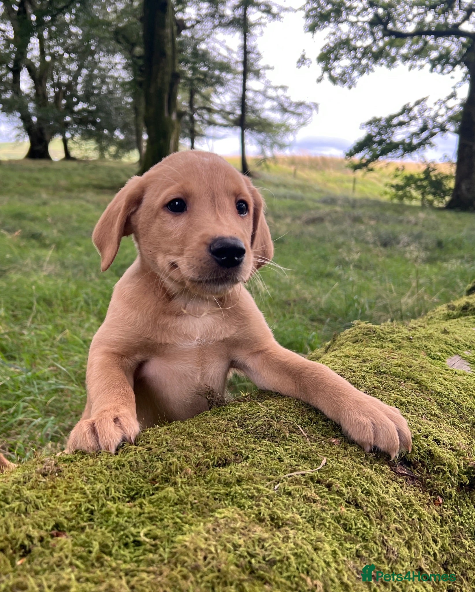 Labrador Retriever dogs kC reg fox red labs FTCH sired - Advert 2