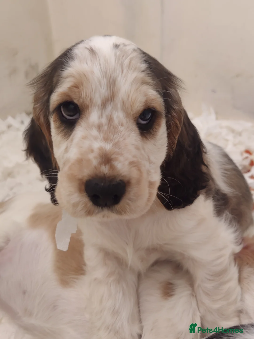 Cocker Spaniel dogs for sale: KC Registered Show Type Cocker Spaniels  - Advert 3