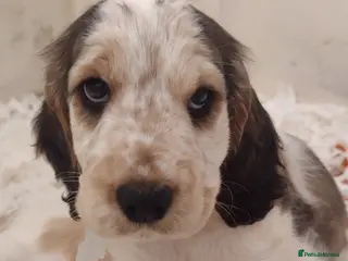 Cocker Spaniel dogs KC Registered Show Type Cocker Spaniels - Advert 11