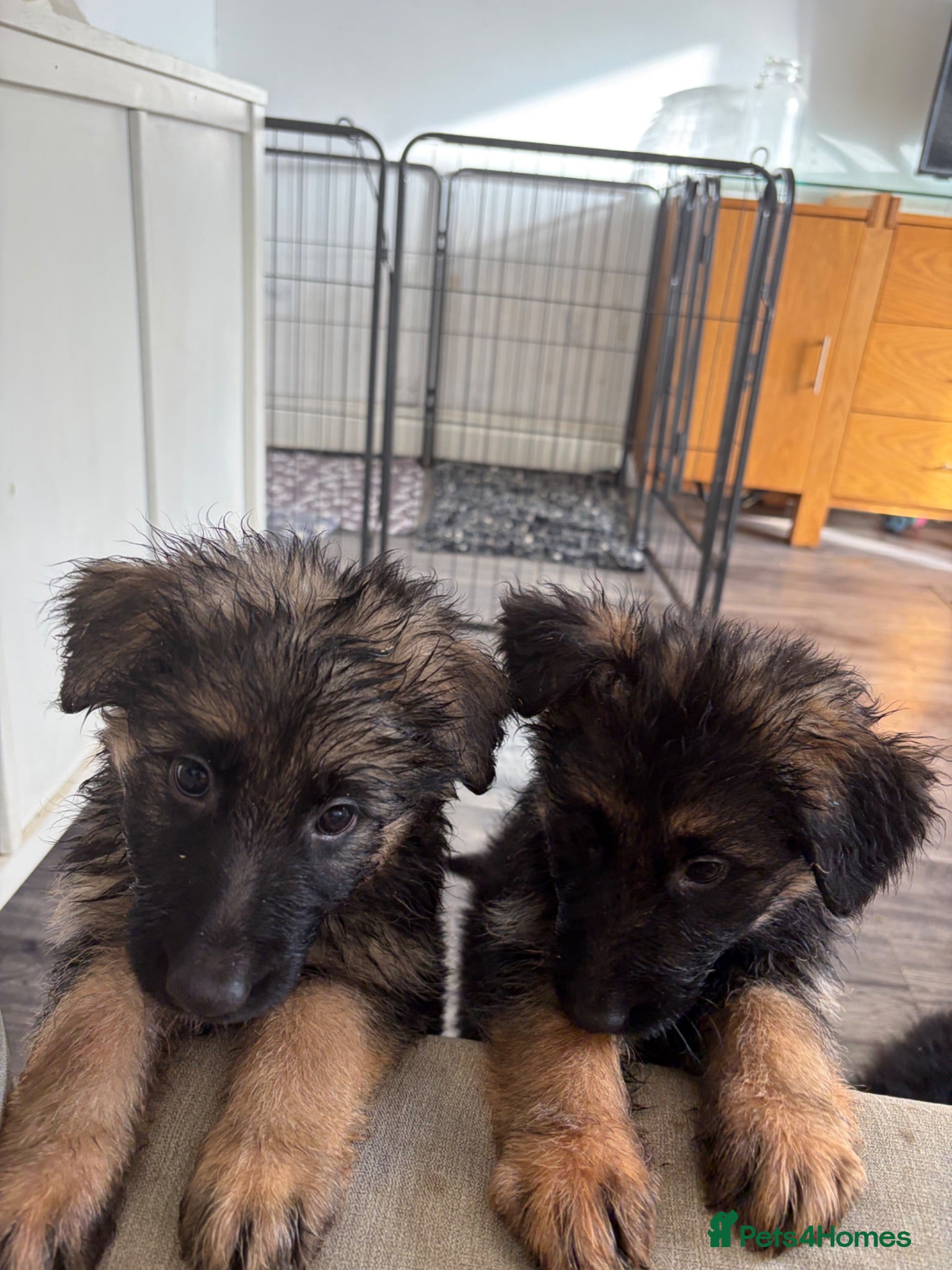German Shepherd dogs  KC REGISTERED LONG-COAT GERMAN SHEPHERDS  - Advert 2