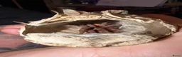 Tarantulas invertebrates for sale: Multiple tarantulas for sale  - Advert 4