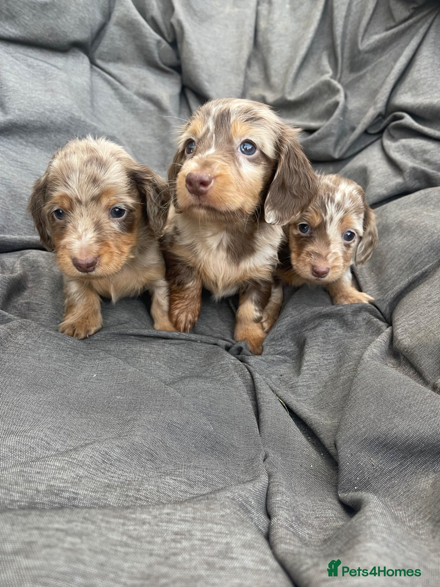 Dachshund dogs Stunning long hair mini dachshunds  - Advert 13