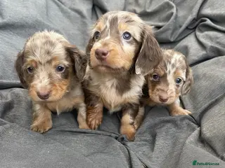 Dachshund dogs Stunning long hair mini dachshunds - Advert 13