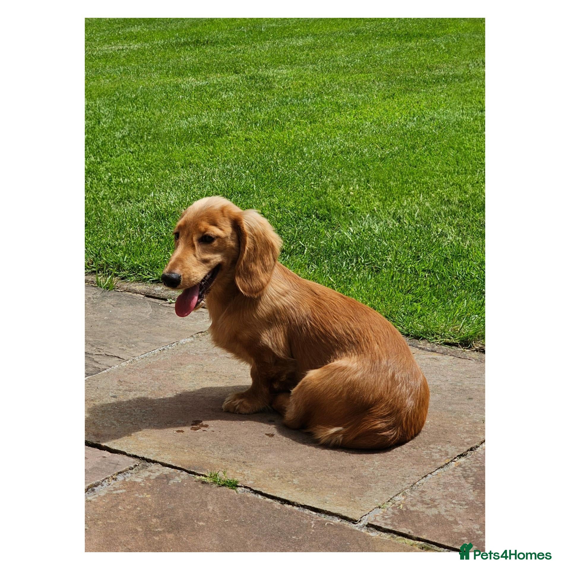 Miniature Dachshund dogs Long Haired Miniature Dachshund - Advert 1
