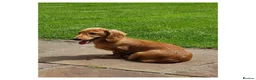 Miniature Dachshund dogs for sale: Long Haired Miniature Dachshund in Stoke-on-Trent - Advert 1
