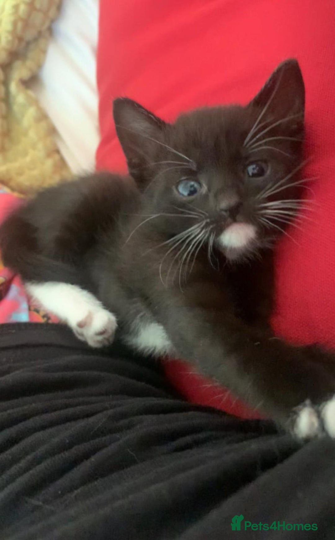 Mixed Breed cats for sale: Tuxedo Tabby kittens  - Image 10