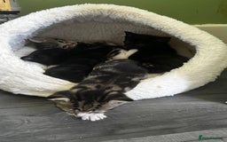 Mixed Breed cats for sale: Black and tabby kittens - Image 2