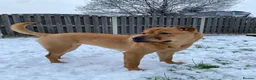 Mixed Breed dogs for sale: 4 year old shar pei cross name - Lola - Advert 8