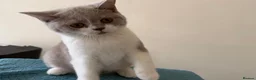 British Shorthair cats for sale: Gorgeous GCCF British Shorthair Kittens ❤️ Ready  - Advert 6