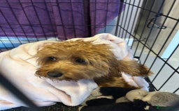 Cavapoo dogs for sale: Cavapoo pup - Image 6