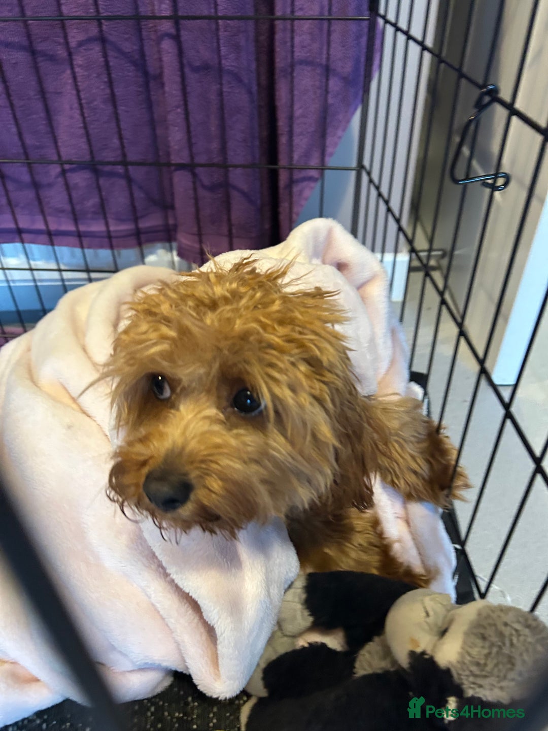 Cavapoo dogs for sale: Cavapoo pup - Image 6