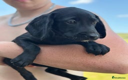 Cockerdor dogs for sale: Perfect Cockerdor Puppies- Tiny Lab like in Pickering - Image 9