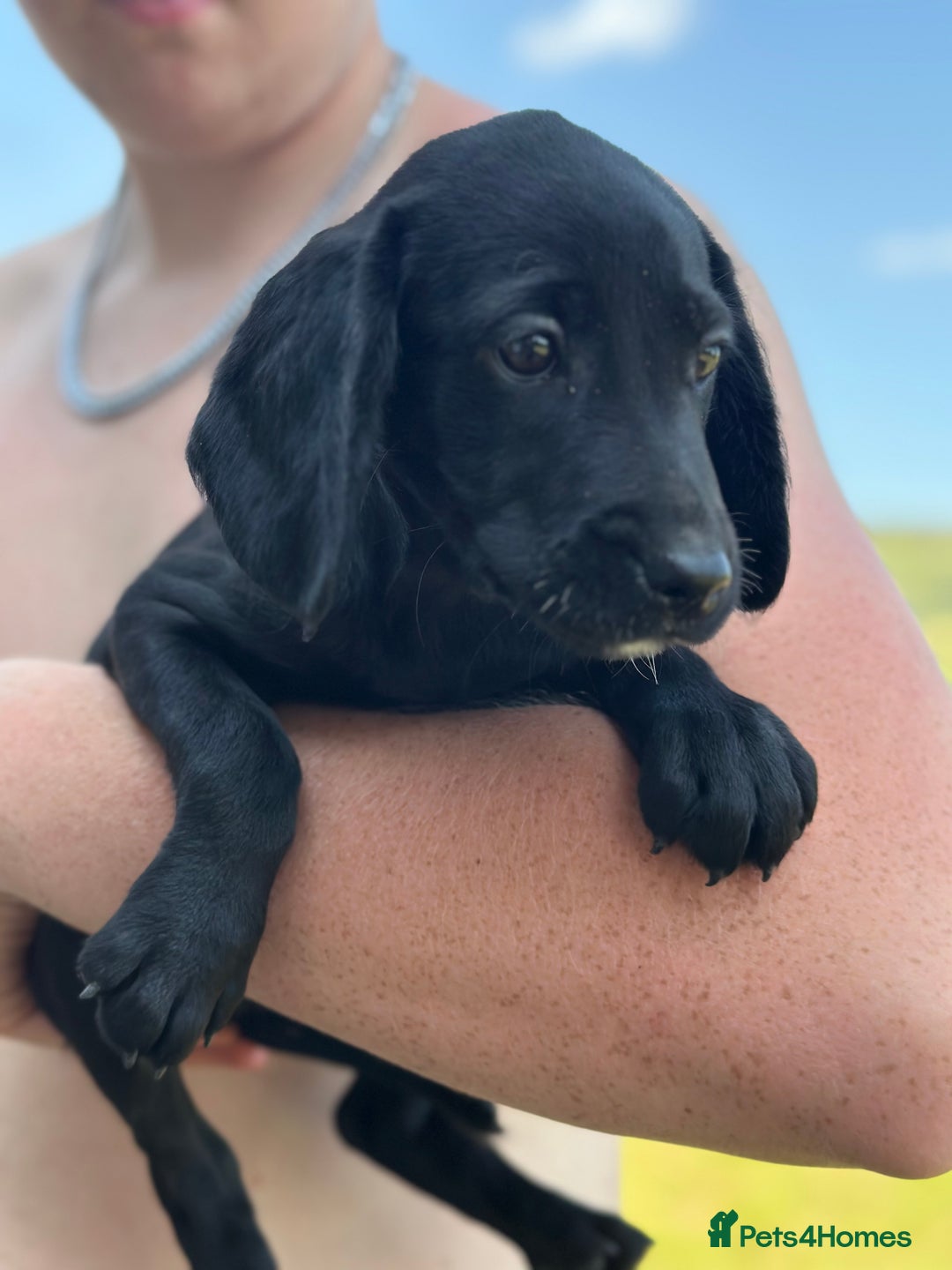 Cockerdor dogs for sale: Perfect Cockerdor Puppies- Tiny Lab like in Pickering - Image 9
