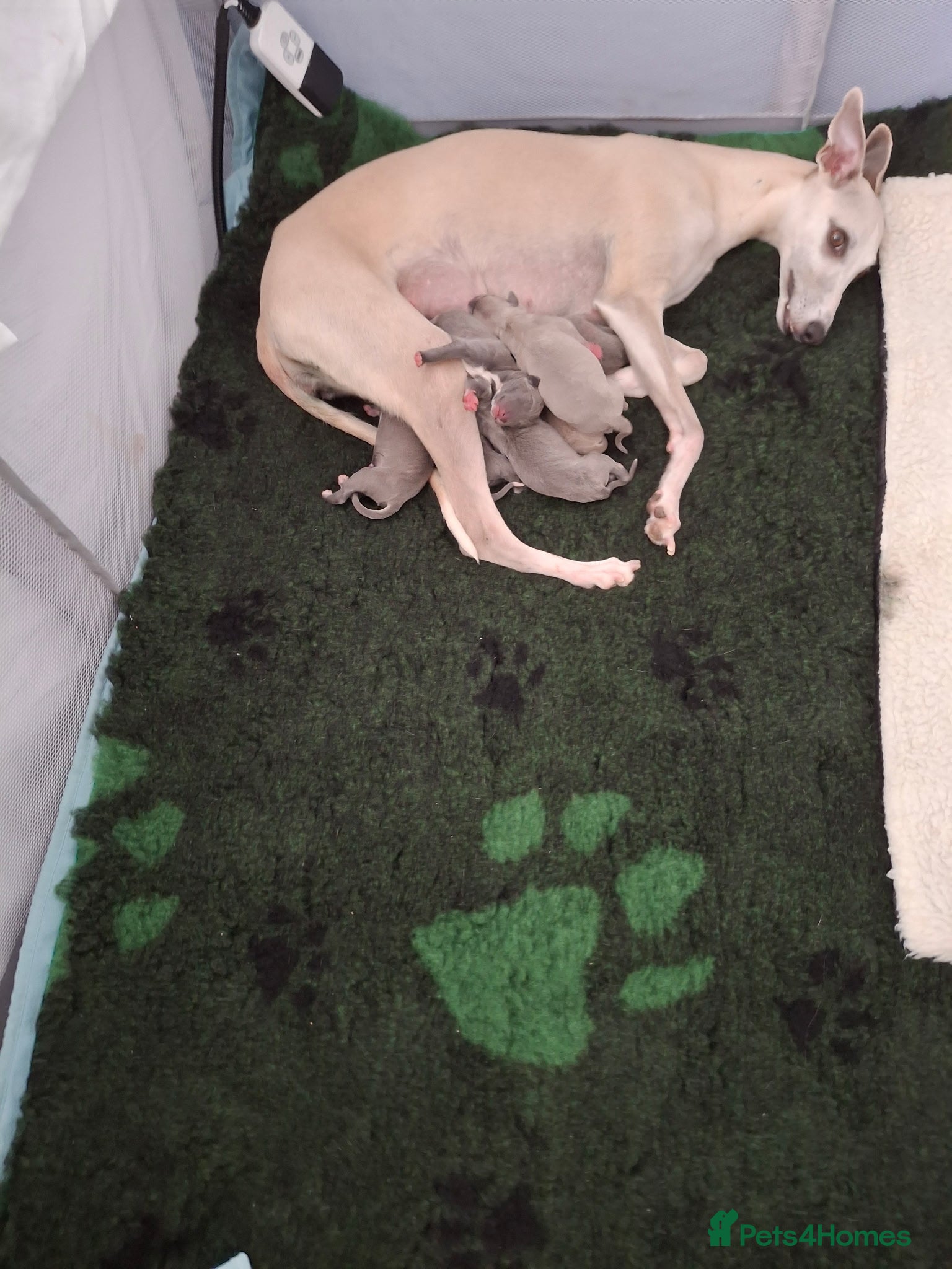 Mixed Breed dogs Whippets/italian greyhound  - Advert 2