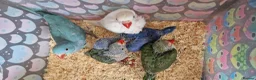Parrots birds for sale: Indian ringnecks for sale READY TO GO - Advert 11