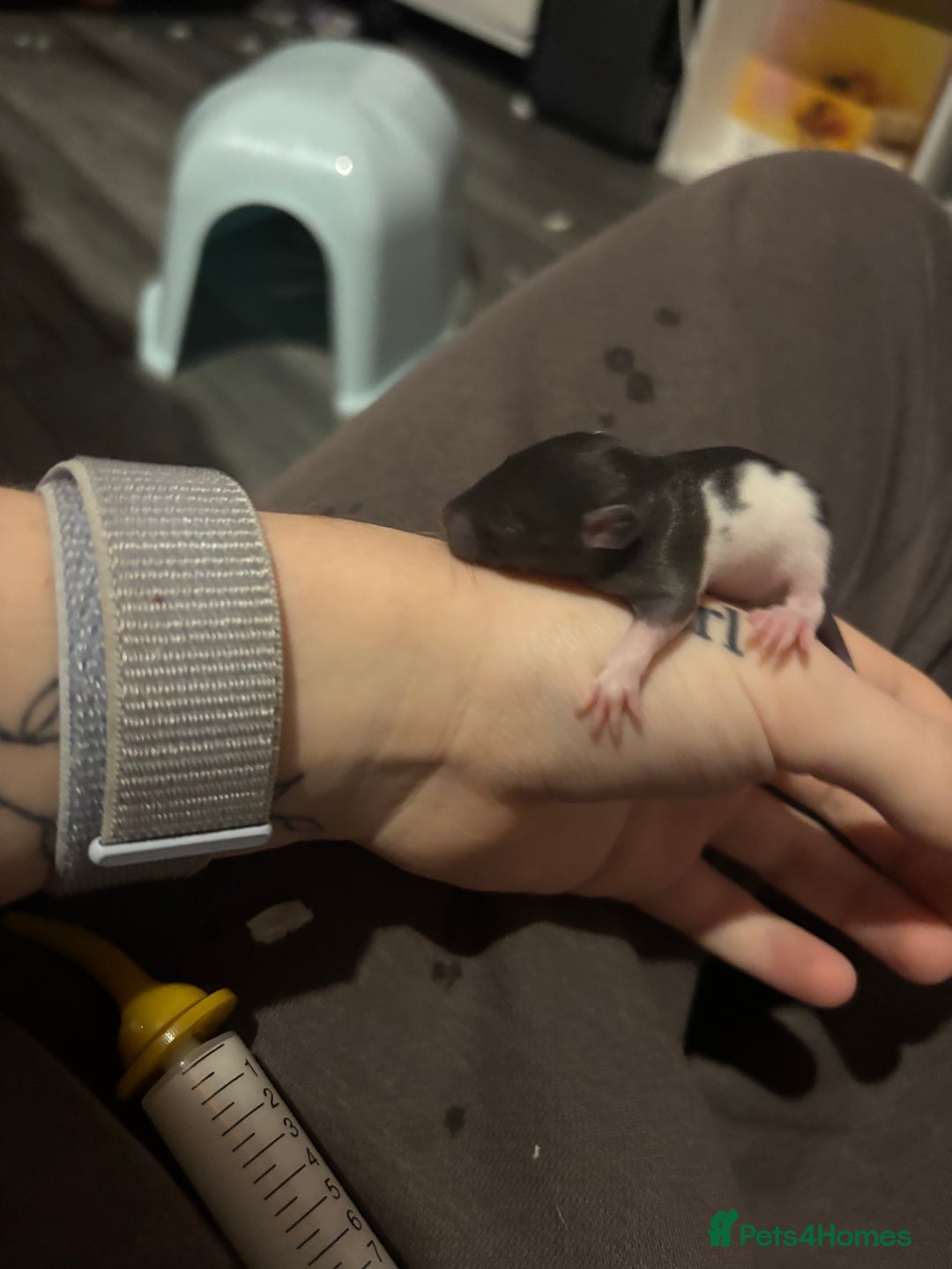 Rat rodents for sale: BABY RATS FOR SALE ( end of jan / start of feb) - Advert 18