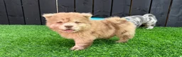 Chow Chow dogs for sale: Stunning exotic colour chowski puppies for sale  - Advert 4