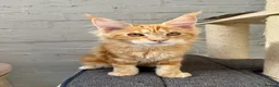 Maine Coon cats for sale: TICA Pedigree Massive Red Kittens - Advert 31