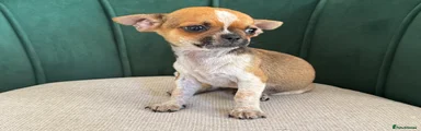 Chihuahua (Baby)