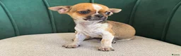 Chihuahua dogs for sale: Adorable Chihuahua Puppies - Advert 13