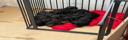 Cocker Spaniel dogs for sale: Beautifully marked Cocker Spaniel Pups For Sale - Advert 2