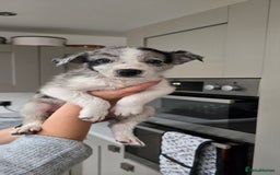 Border Collie dogs for sale: Beautiful Border Collie Puppies - Image 10