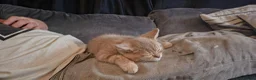 British Shorthair cats for sale: British shorthair cinnamon fawn male 4 mth in Manchester - Advert 9