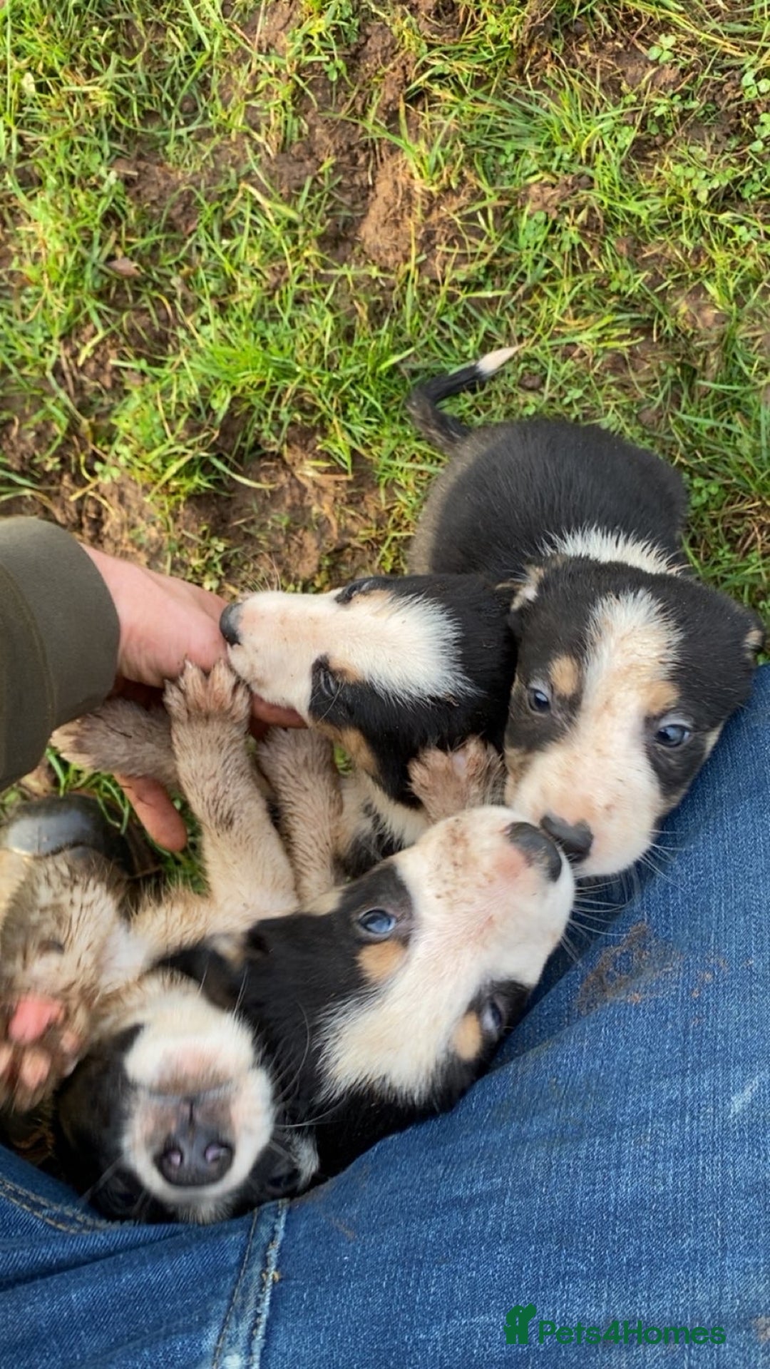Border Collie dogs for sale: Tri coloured border collies puppies  - Advert 2