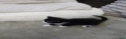 Mixed Breed cats for sale: Adorable tuxedo kittens  - Advert 8