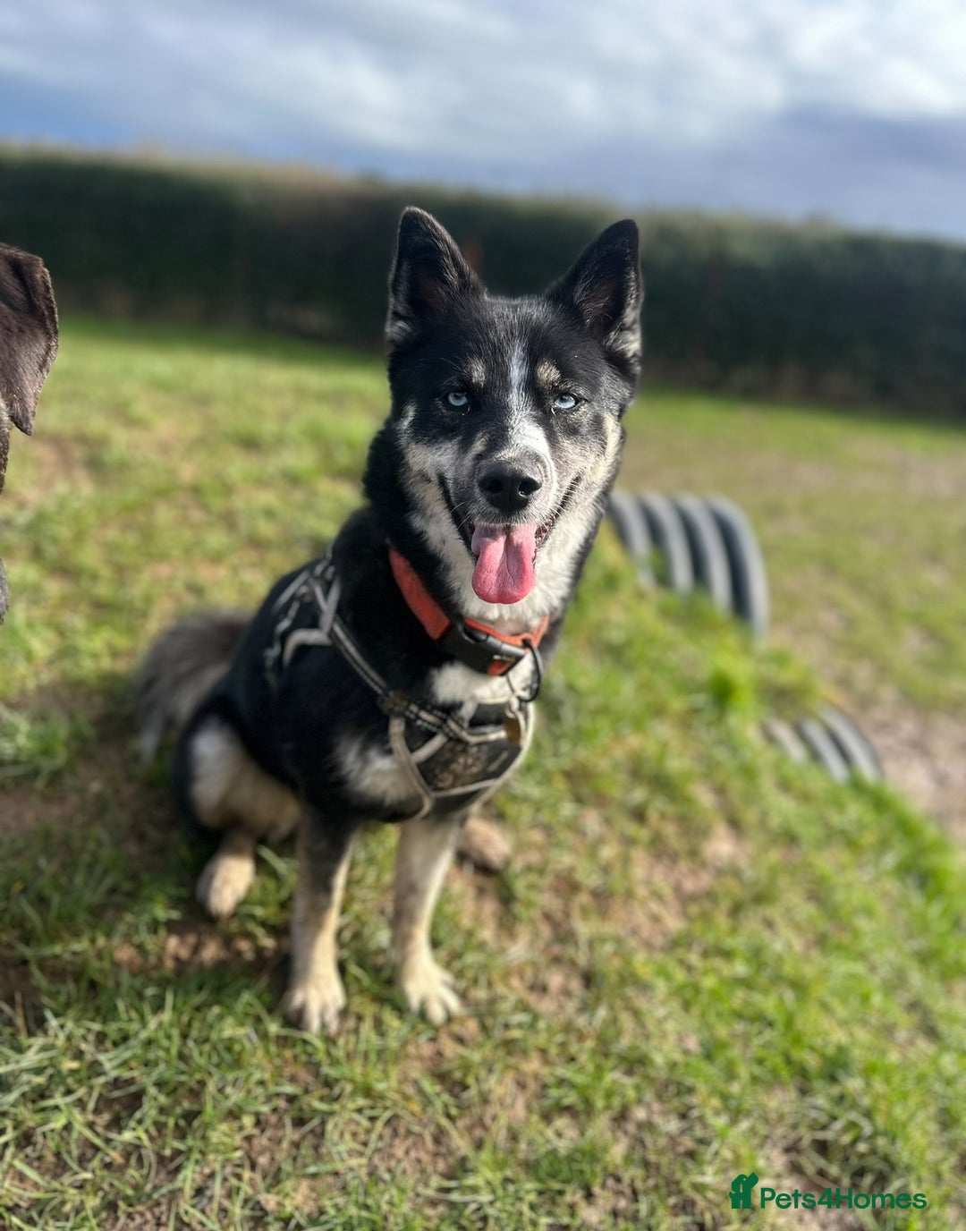 Pomsky dogs for sale: Nala the Pomsky🖤 - Advert 1
