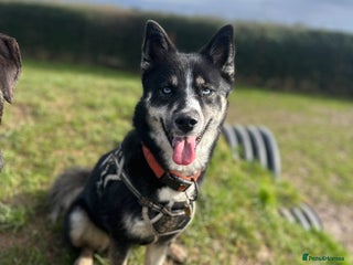 Pomsky dogs Nala the Pomsky🖤 - Advert 4