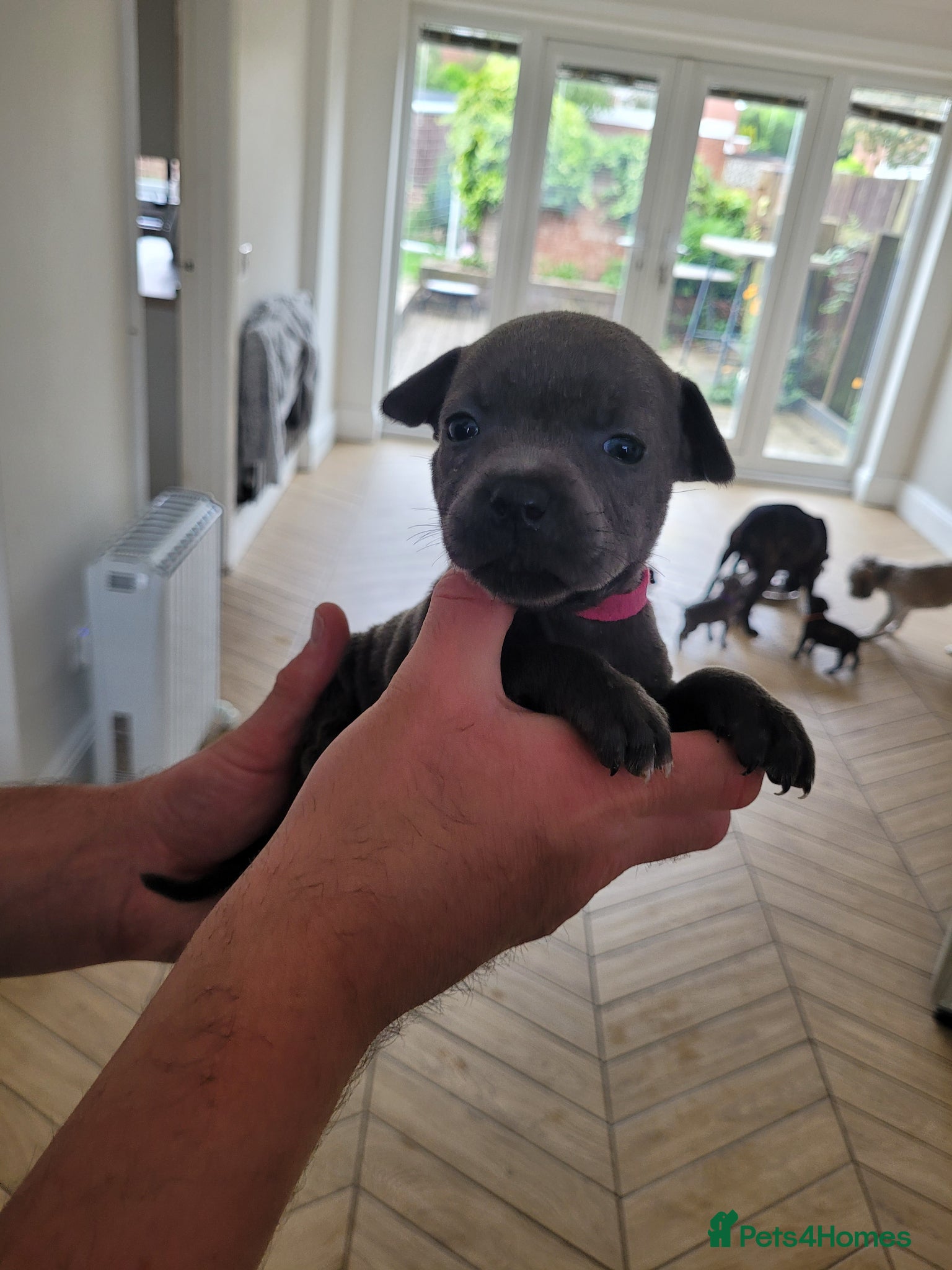 Mixed Breed dogs Staffie cross mastiff - Advert 9