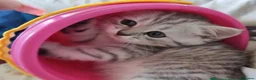 Persian cats for sale: Stunning female Persian kitten available now in Nelson - Advert 4