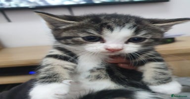 Mixed Breed cats - Advert 13