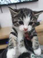 Mixed Breed cats - Advert 3