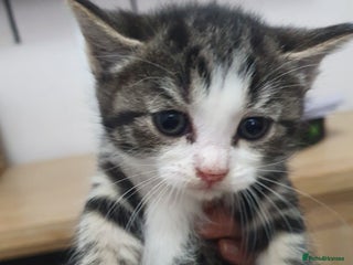 Mixed Breed cats - Advert 16