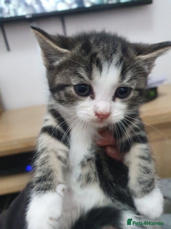 Mixed Breed cats - Advert 14