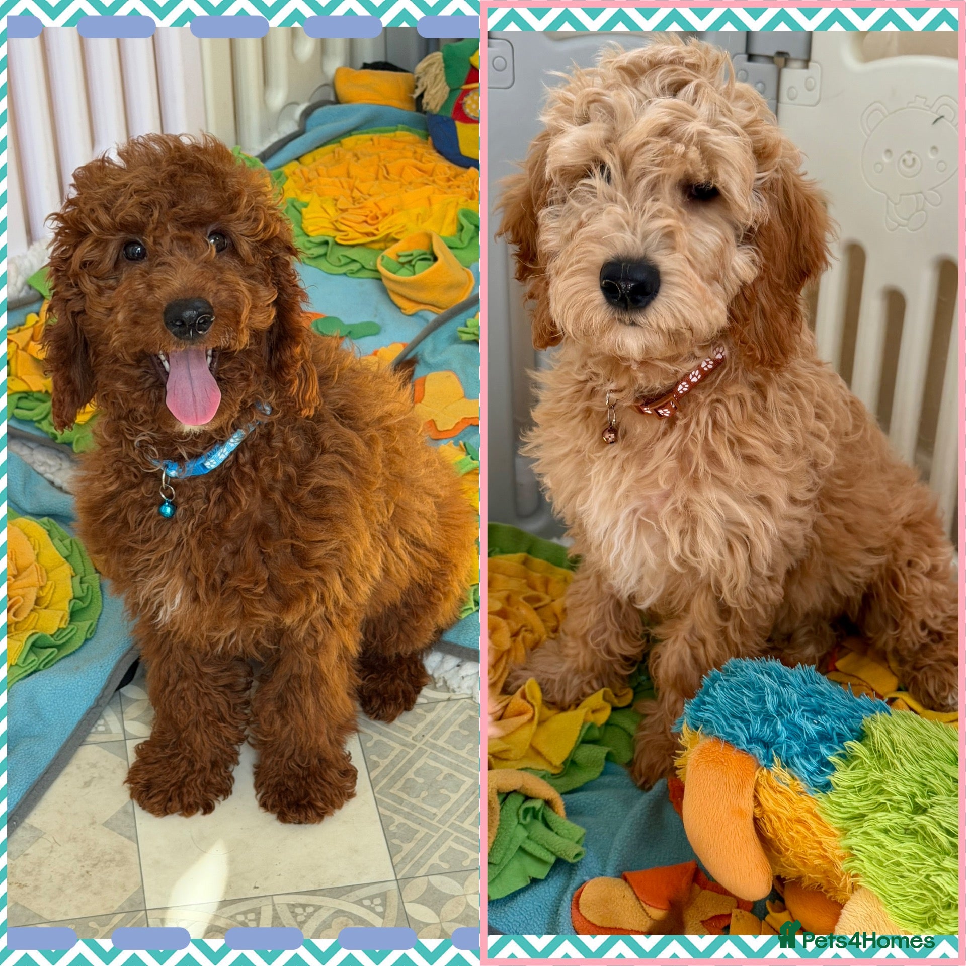 Goldendoodle dogs Top quality, health tested multiGen Double Doodles - Advert 8