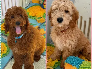 Goldendoodle dogs Top quality, health tested multiGen Double Doodles - Advert 4