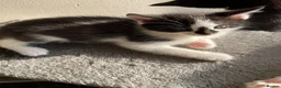 Mixed Breed cats for sale: Kittens - Advert 5