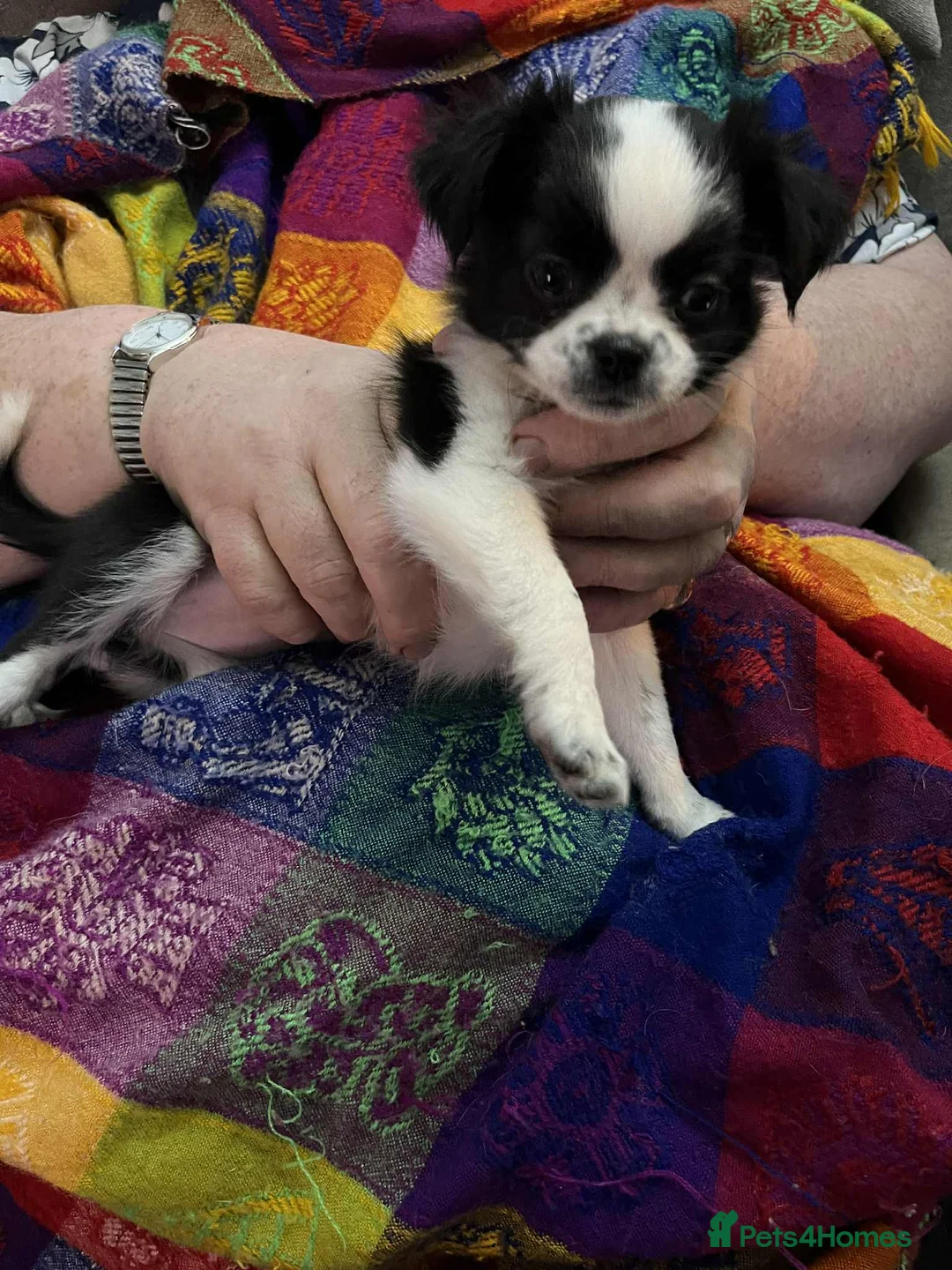 Chug dogs for sale: Chug Puppy for Sale Best of Litter (Longhaired) - Advert 9