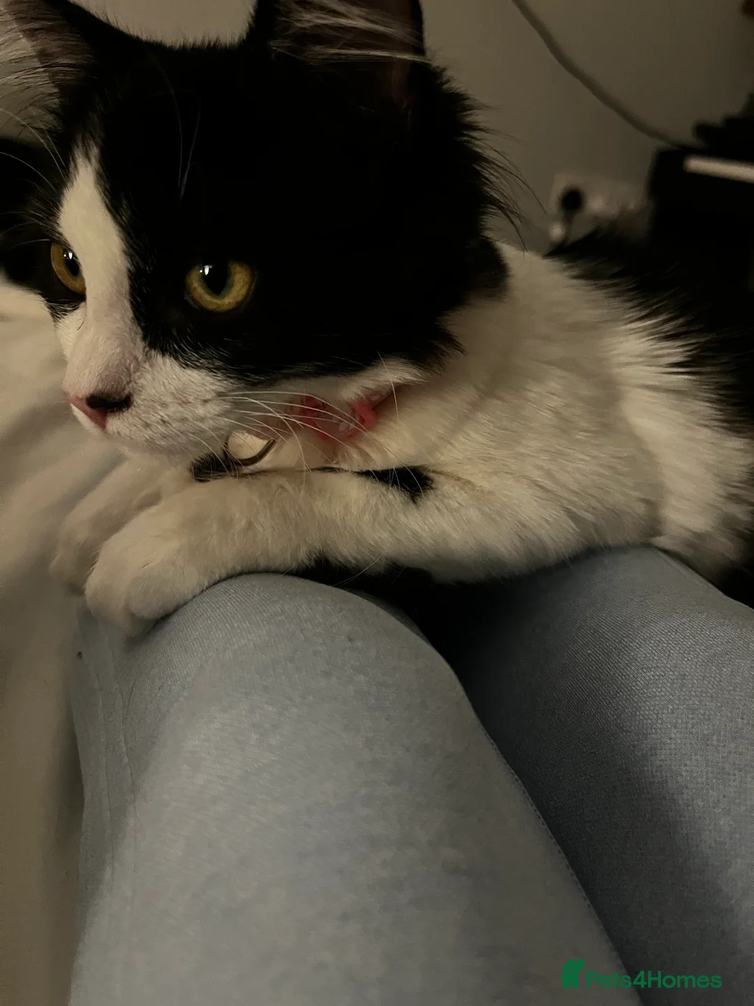 Mixed Breed cats for sale: 🐾 Re-homing our beautiful Tilly Tot - Advert 6